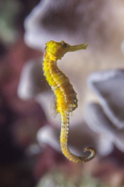 İnce deniz atı (Hippocampus reidi).