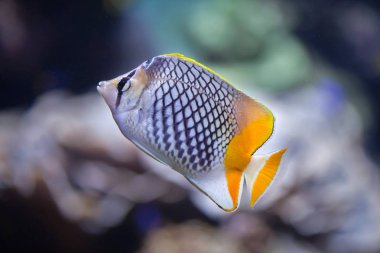 Pearlscale butterflyfish (Chaetodon xanthurus) clipart