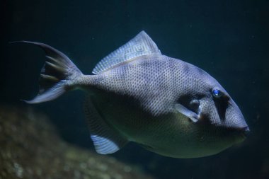 Gri triggerfish (Balistes capriscus). 