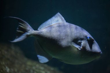 Grey triggerfish (Balistes capriscus).  clipart