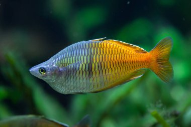 Boeseman'ın rainbowfish (Melanotaenia boesemani).