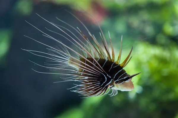 Peixe-leão-manchado (Pterois antennata ) — Fotografia de Stock