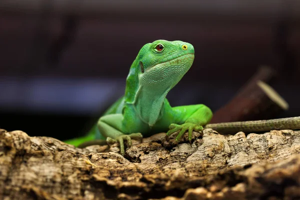 Iguana con bandas de Fiji (Brachylophus fasciatus ). — Foto de Stock