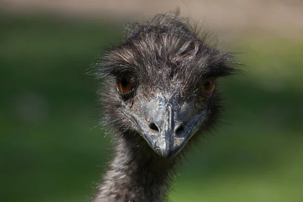 EMU (dromaius novaehollandiae). — Stock fotografie