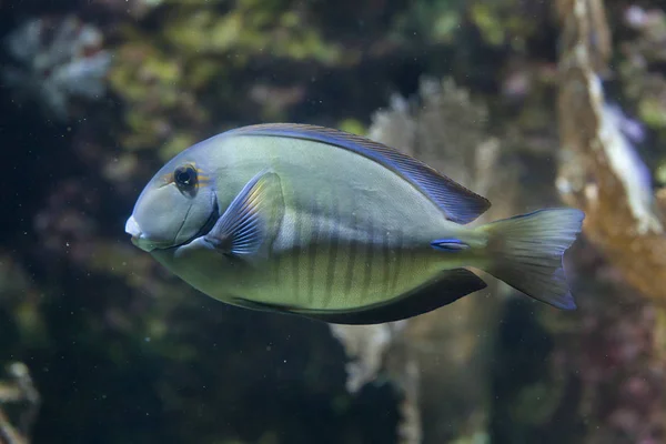 Doctorfish (Acanthurus chirurgus) — Stock Photo, Image