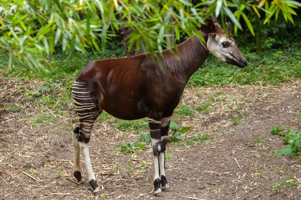 Okapi (Okapia johnstoni).