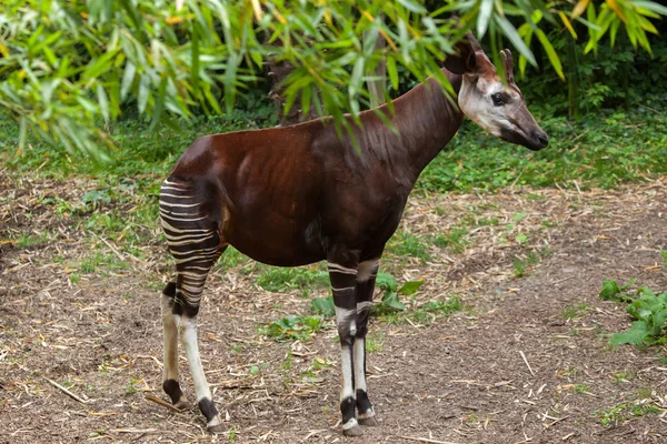 Okapi (Okapia johnstoni) ). — Photo