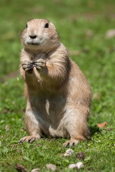 Fekete farkú prérikutya (Cynomys ludovicianus)). — Stock Fotó