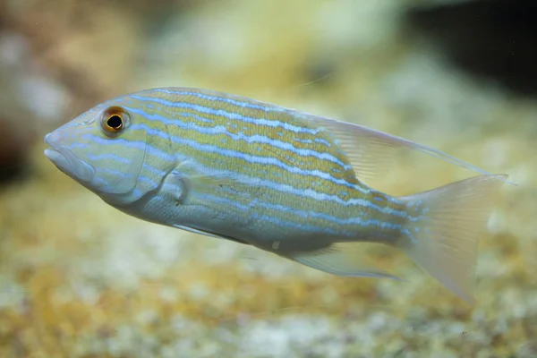 Pannolino pinna velica (Symphorichthys spilurus ). — Foto Stock