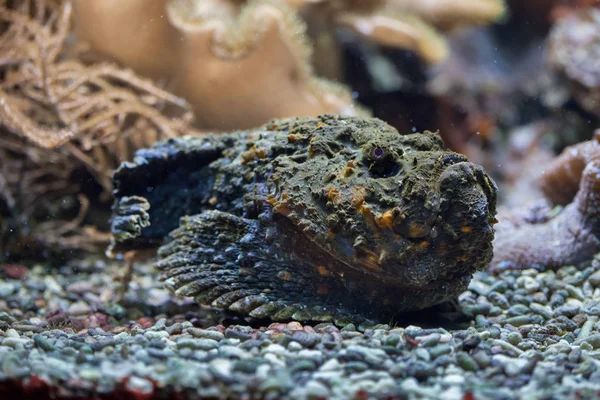 Resif Stonefish (Synanceia Verrucosa).