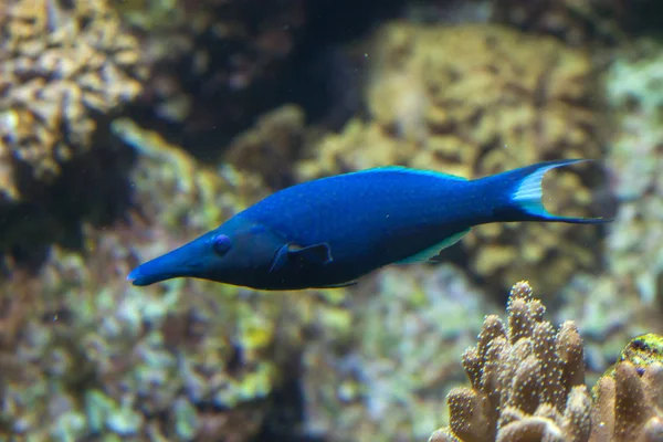 Burung wrasse (Gomphosus varius ). — Stok Foto