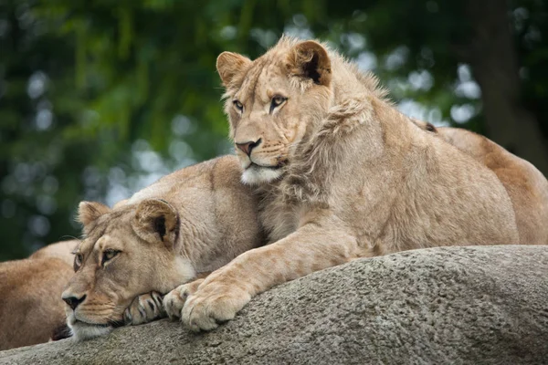 Leone maschio leonessa e giovane — Foto Stock