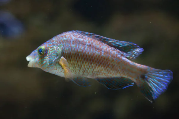 Corkwing wrasse (Symphodus melops). — Stockfoto