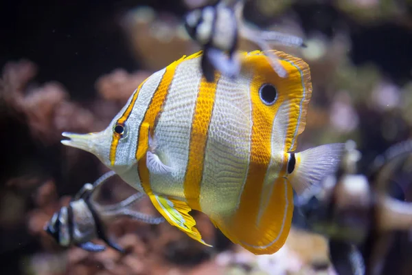 Pesce farfalla di rame (Chelmon rostratus ). — Foto Stock