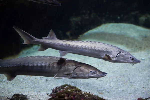 European sea sturgeons (Acipenser sturio) — Stock Photo, Image
