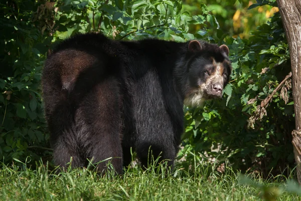 Orso dagli occhiali (Tremarctos ornatus) — Foto Stock