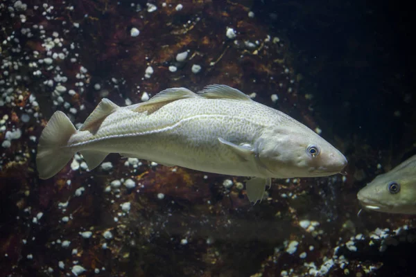Atlantic cod (Gadus morhua). — Stock Photo, Image