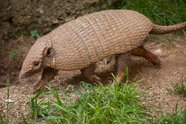 Šest pruhované Armadillo (Euphractus Sexcinctus) — Stock fotografie