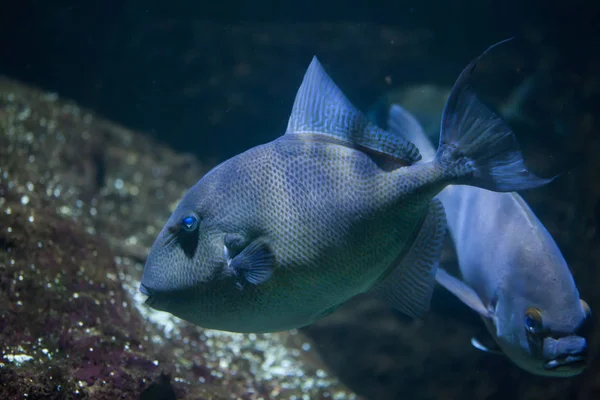 Pez ballesta gris (Balistes capriscus ). — Foto de Stock