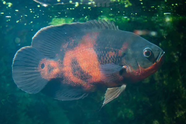 Oscar fisk (Astronotus ocellatus). — Stockfoto