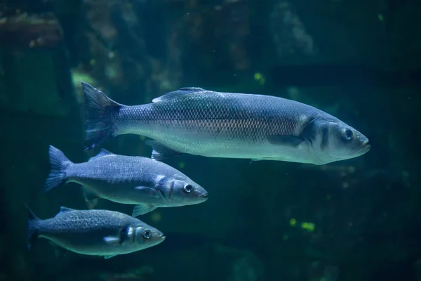 Peixe-marinho europeu (Dicentrarchus labrax ) — Fotografia de Stock