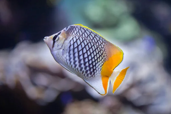Pearlscale риба (Тропічна xanthurus) — стокове фото