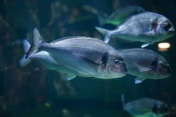 Common two-banded seabream — Stock Image Common two-banded seabream Stock Photo
