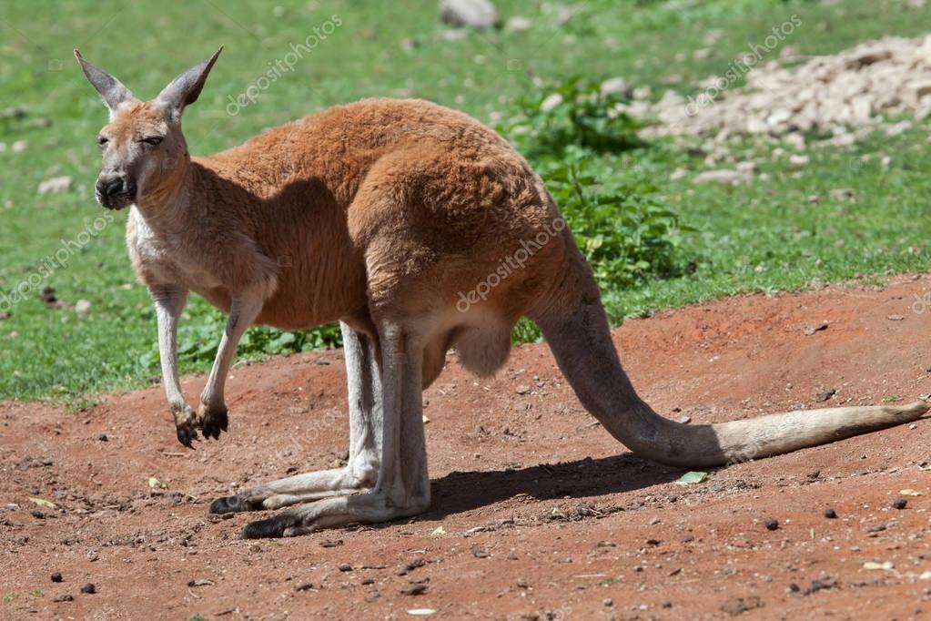 Red kangaroo (Macropus rufus). Stock Photo by ©wrangel 129701080 Red kangaroo (Macropus rufus). Stock Photo by ©wrangel 129701080