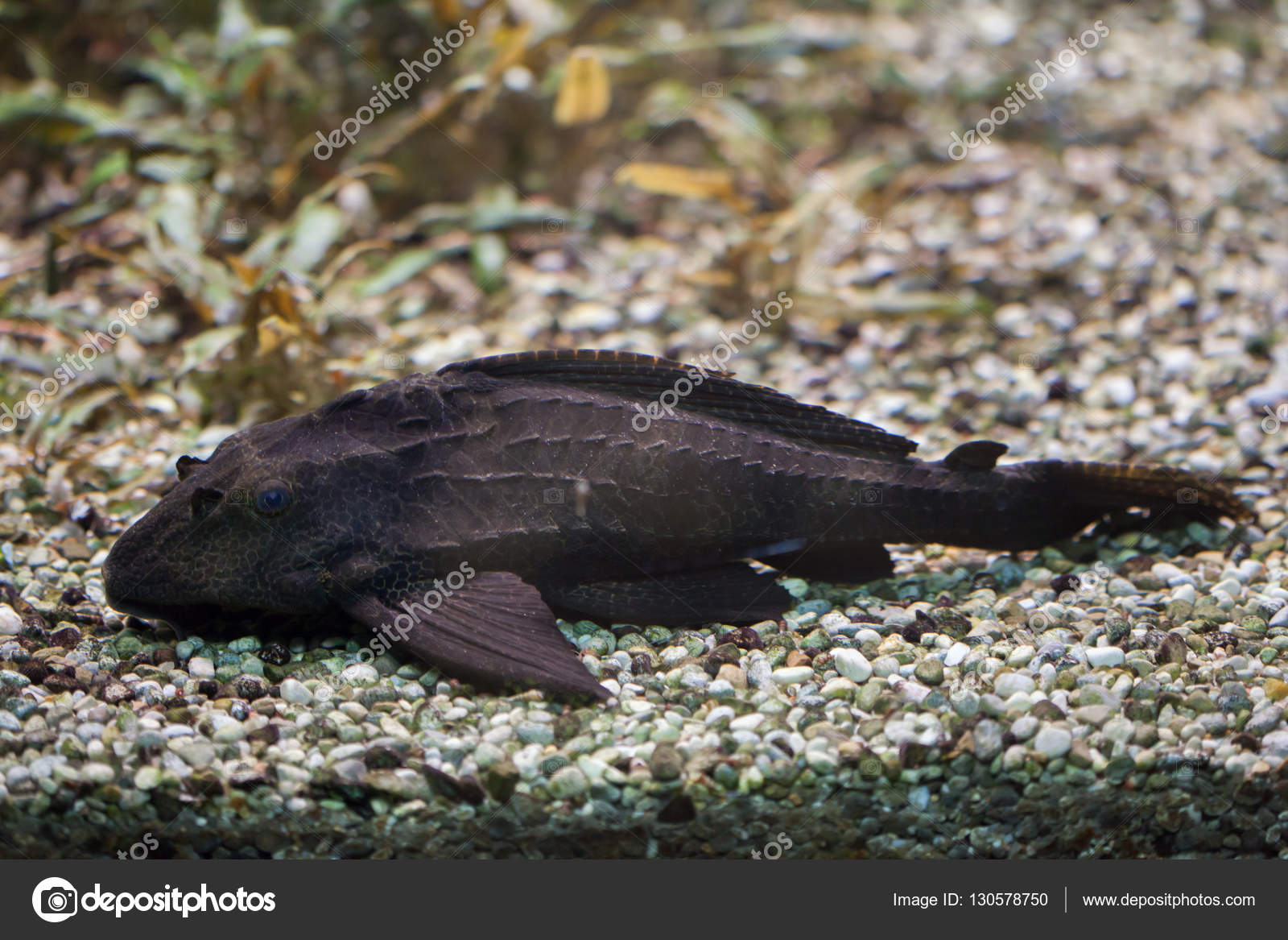 Armored Catfish