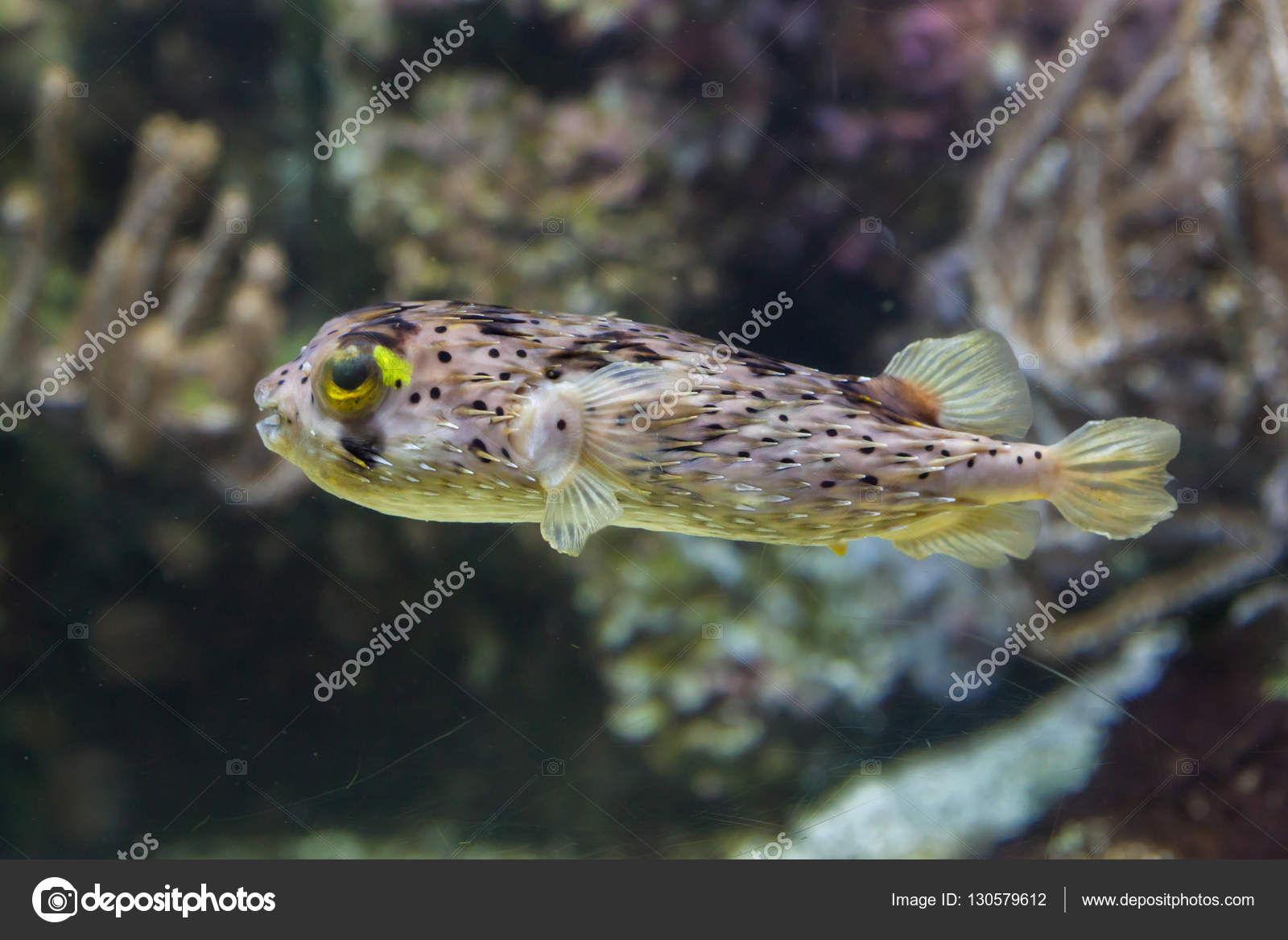 Longspined porcupinefish in aquarium Stock Photo by ©wrangel 130579612