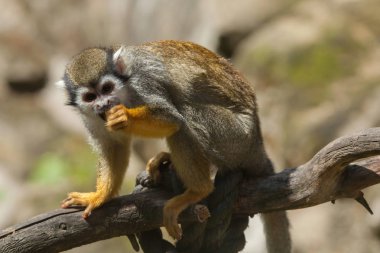 Common squirrel monkey clipart