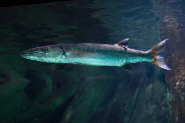 Akvaryumdaki büyük barracuda