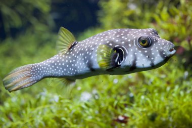 White-spotted puffer clipart