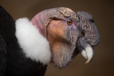 Andean condor in zoo clipart