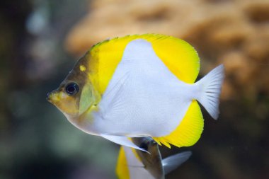 Piramit butterflyfish akvaryum