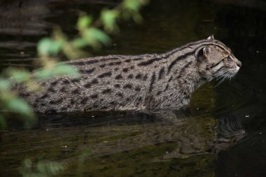 Fishing cat in water clipart
