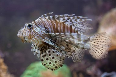 Kırmızı lionfish akvaryum
