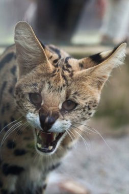 Serval (Leptailurus serval) clipart