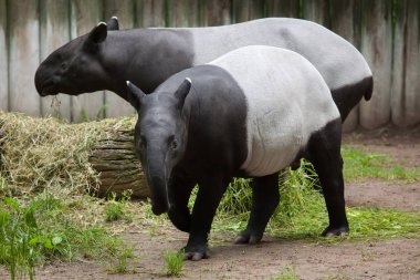 Malayan tapirs couple clipart