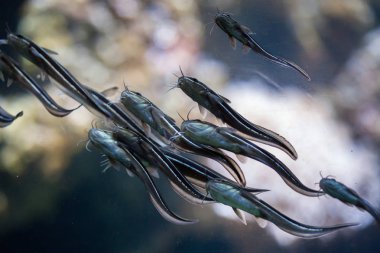 Çizgili yılan balığı catfishes
