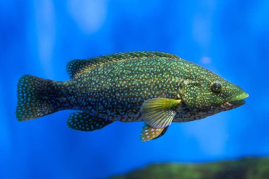 Ballan wrasse akvaryum