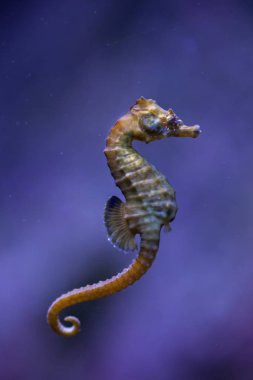Short-snouted seahorse clipart