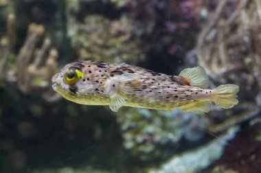 Longspined porcupinefish akvaryum