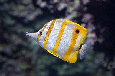 Copperband butterflyfish akvaryum