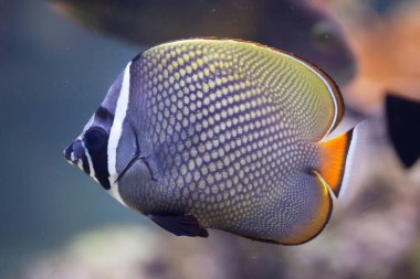 Kırmızı kuyruklu butterflyfish