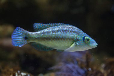 Corkwing wrasse akvaryum