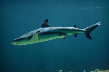 Blacktip Resif Köpekbalığı