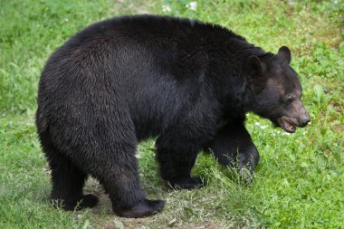 American black bear clipart