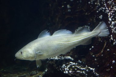 Atlantic cod in aquarium clipart