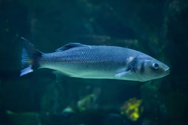 在水族馆的欧洲鲈鱼 — 图库照片